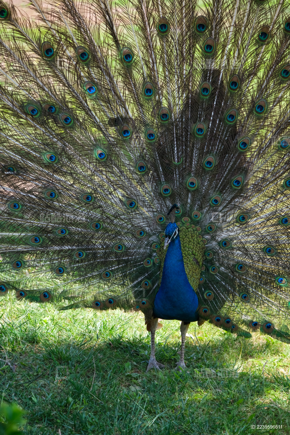 开屏的蓝孔雀站立在绿草地上特写