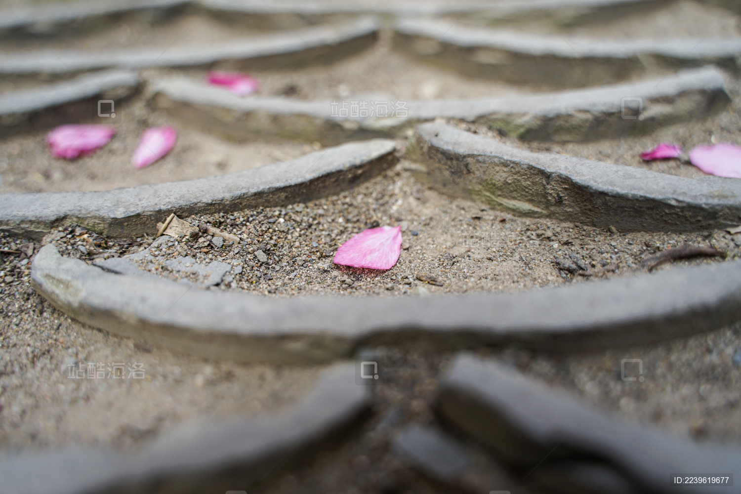 地面瓦片路面花瓣复古文艺