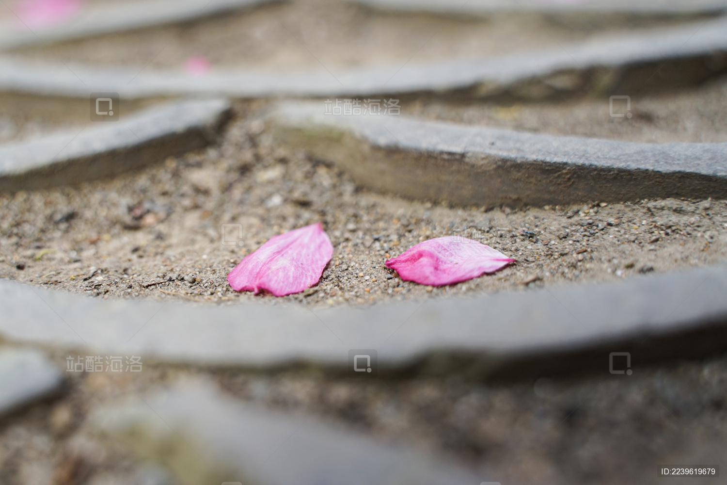 地面瓦片路面花瓣复古文艺