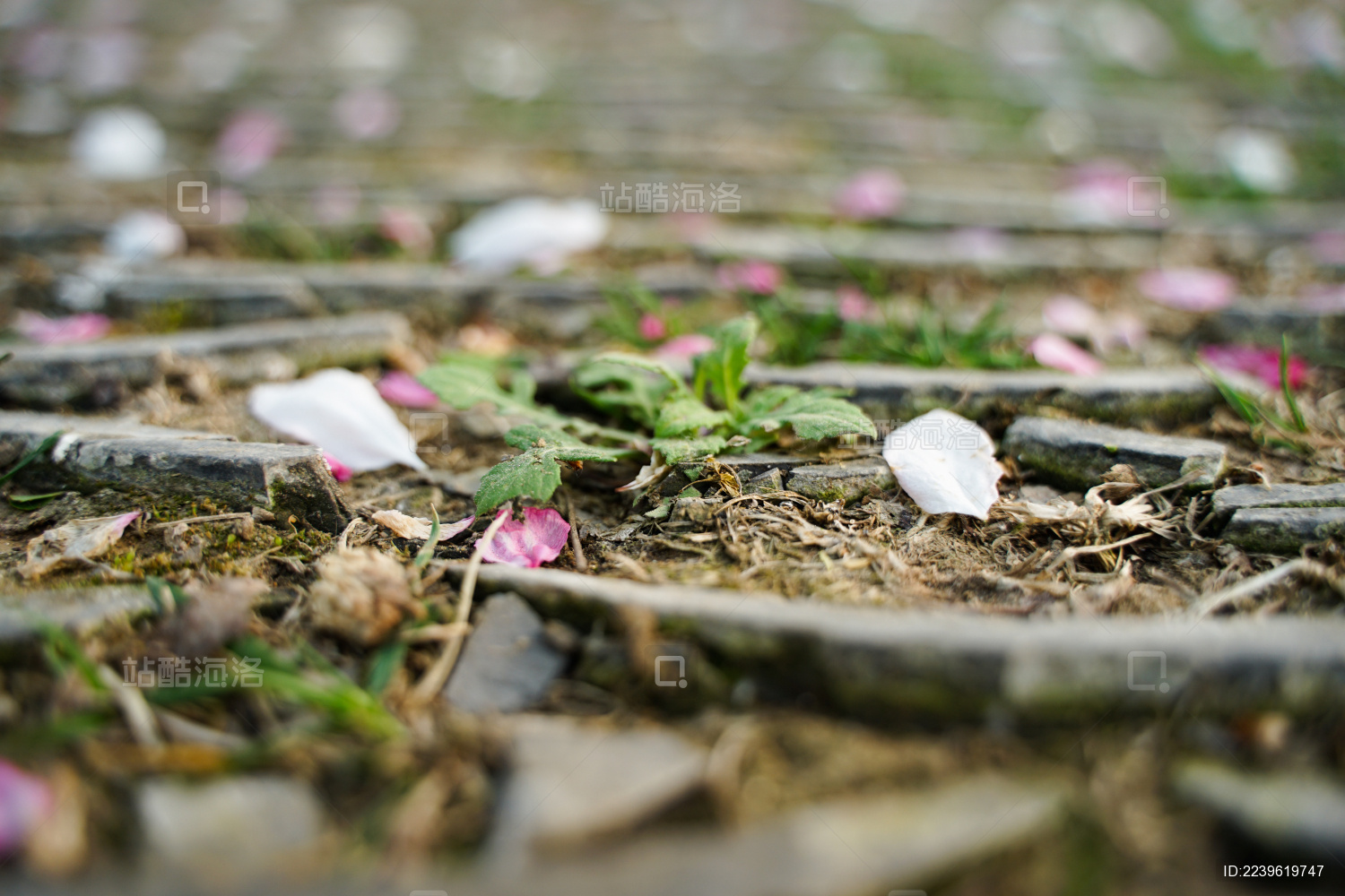 地面瓦片路面花瓣复古文艺