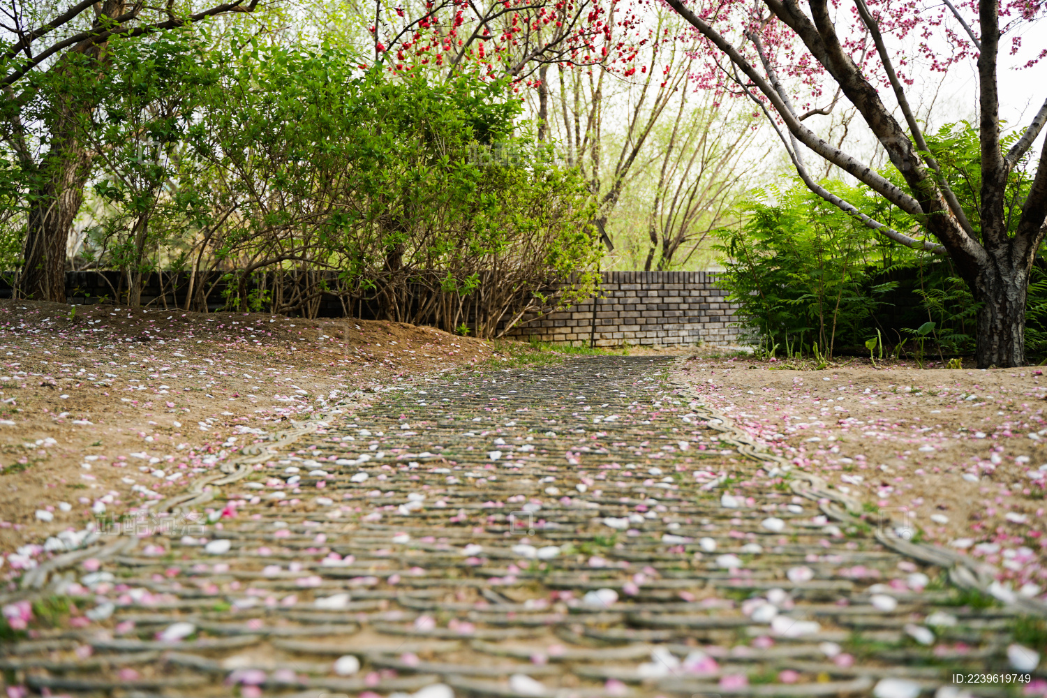 满是花瓣的小路复古文艺