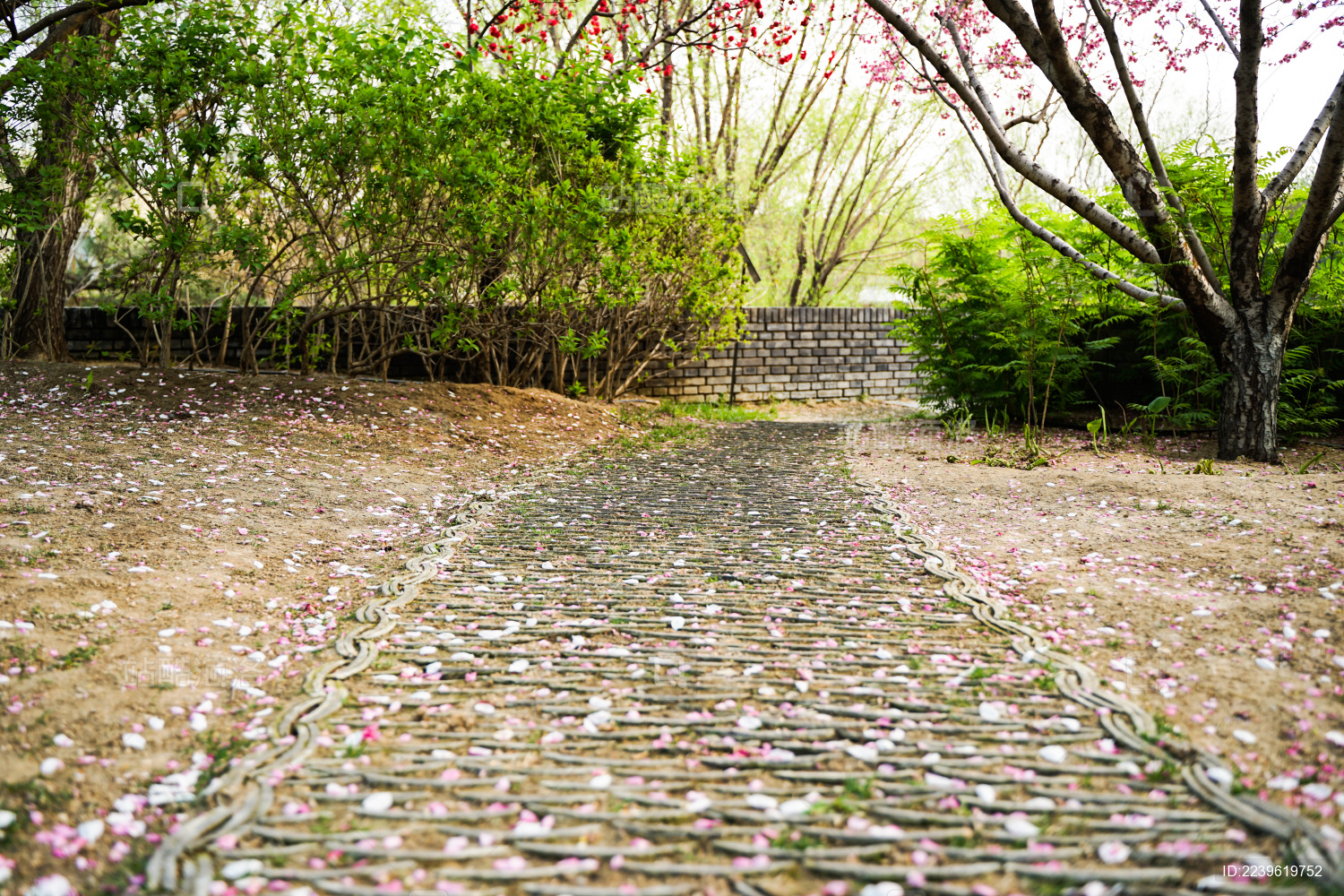 满是花瓣的小路复古文艺