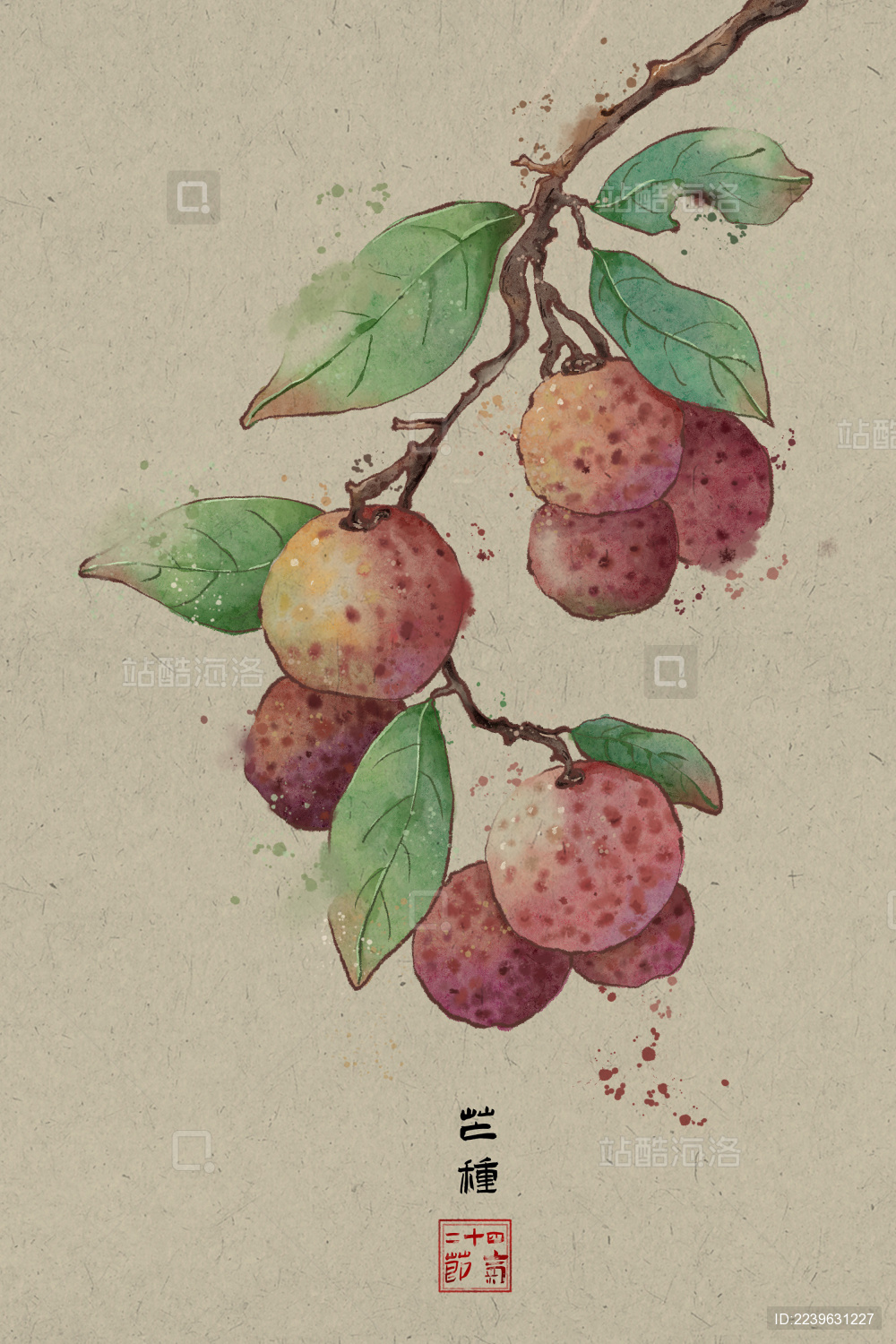 二十四节气芒种水彩风格荔枝插画