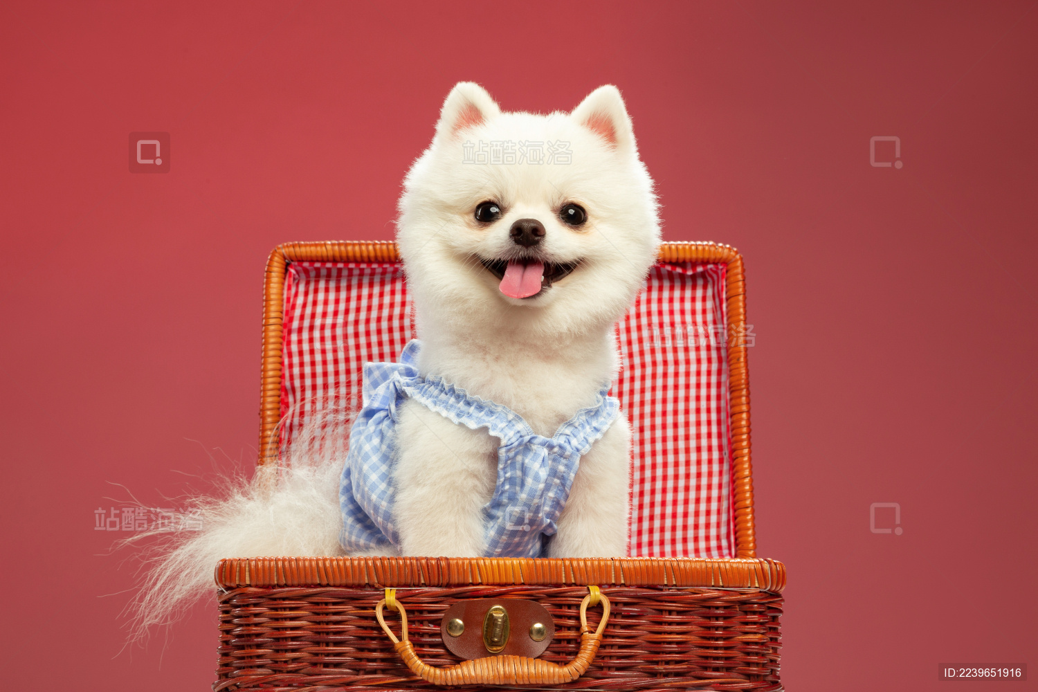 纯色背景中坐在箱子里的笑脸白色博美犬正面