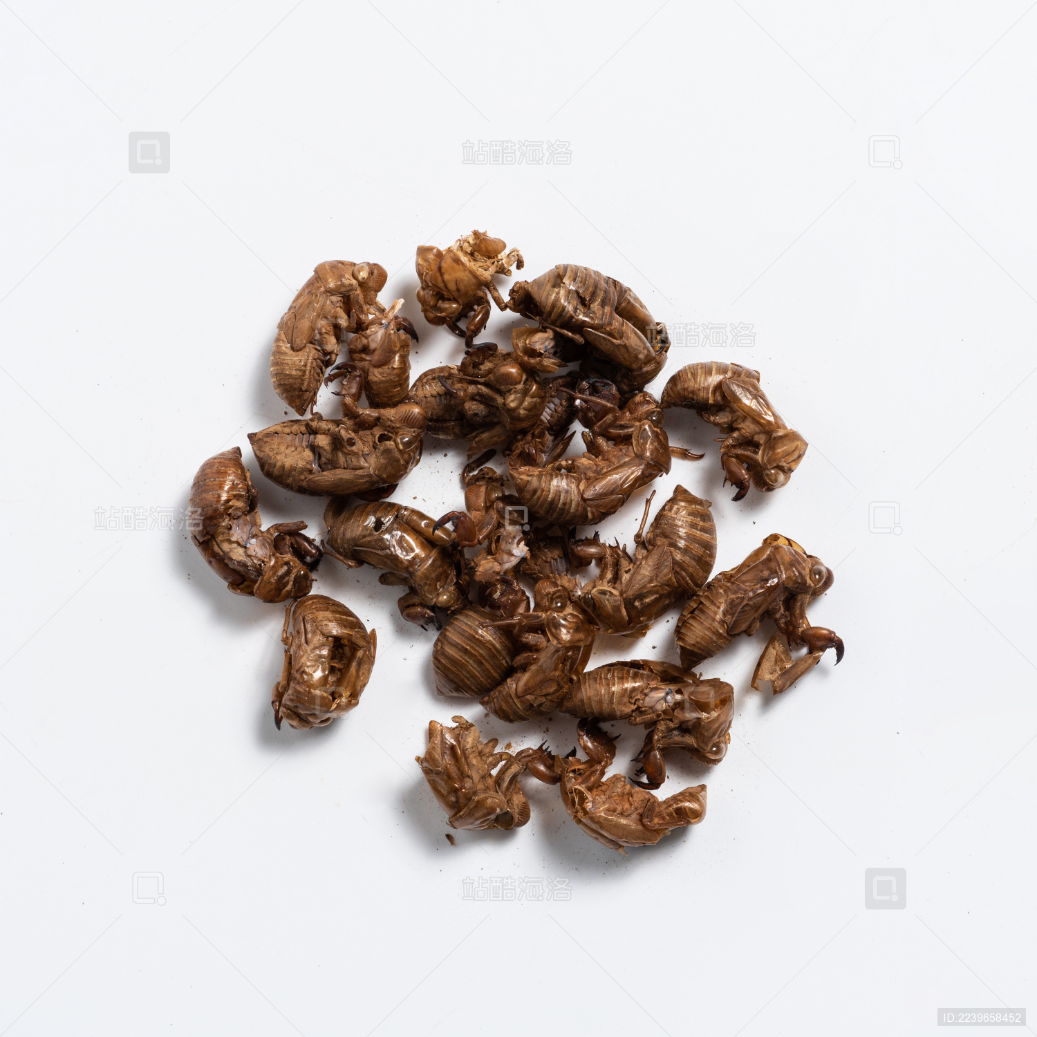 蝉蜕中药草药中草药传统中医药片