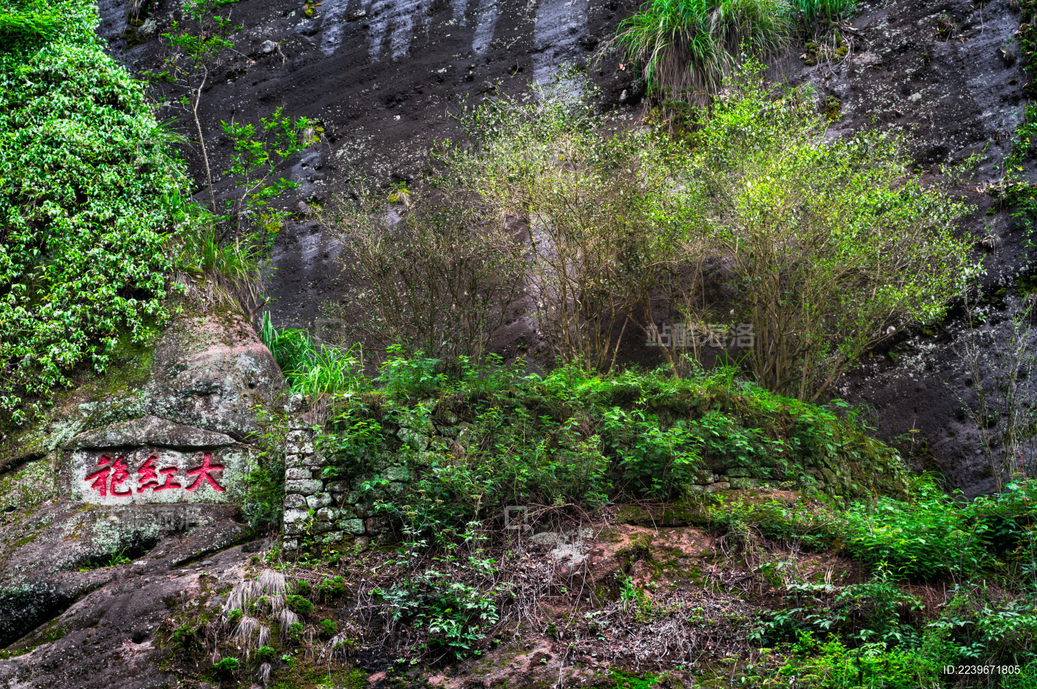 福建武夷山大红袍景区九龙窠茶园风光