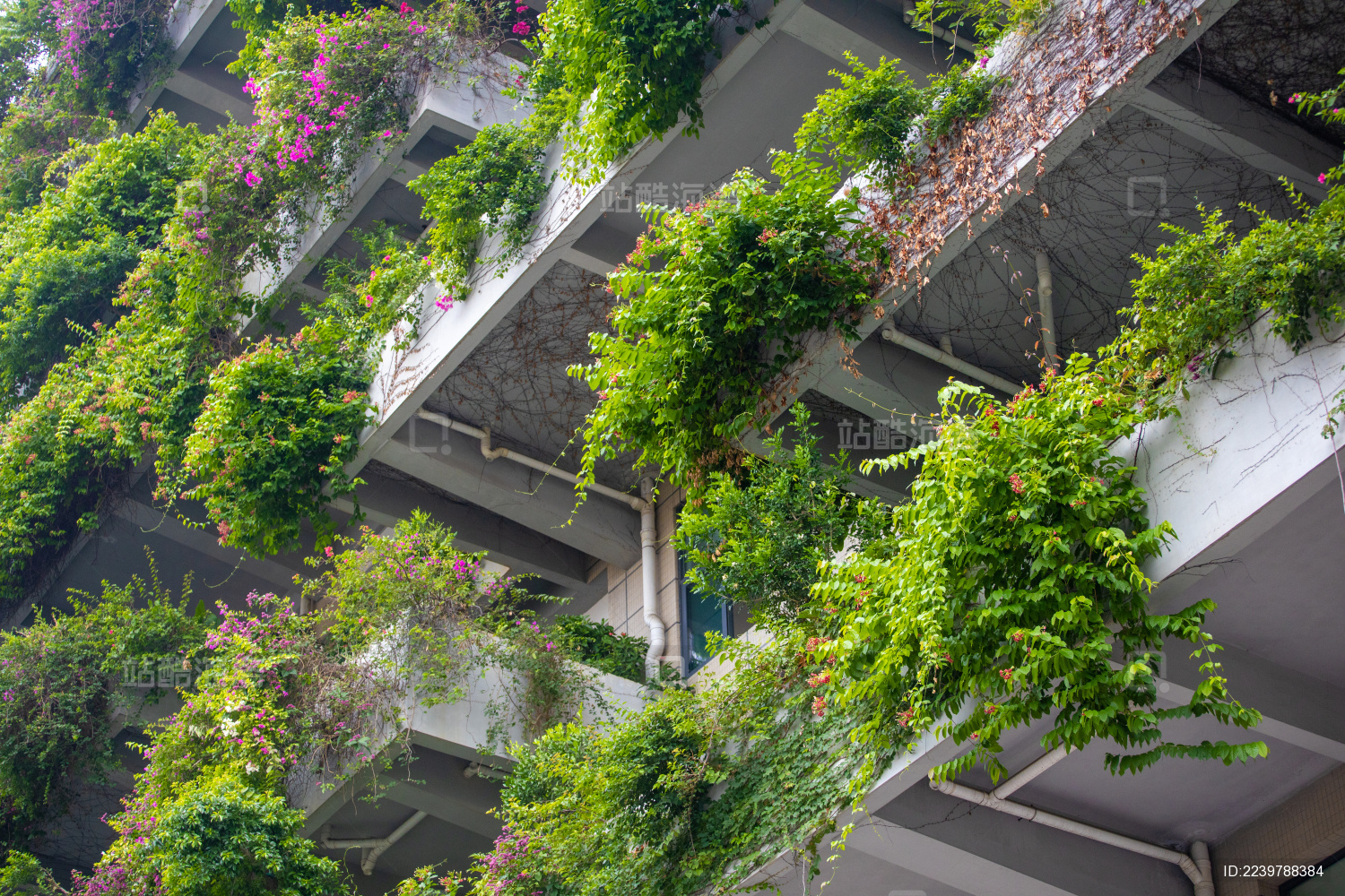 长满绿色植物的建筑物外墙