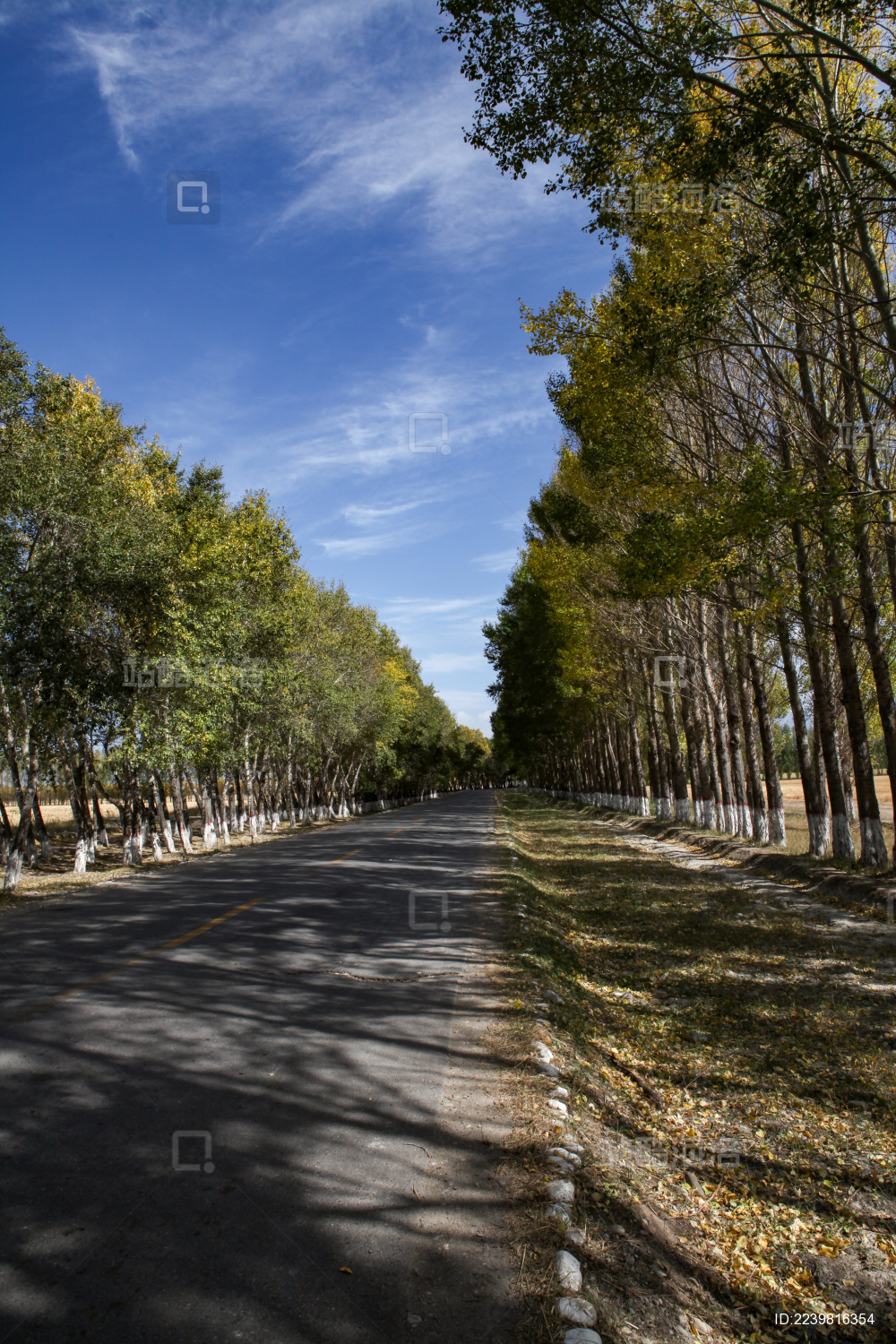 中国新疆种满杨树防风林的乡间公路