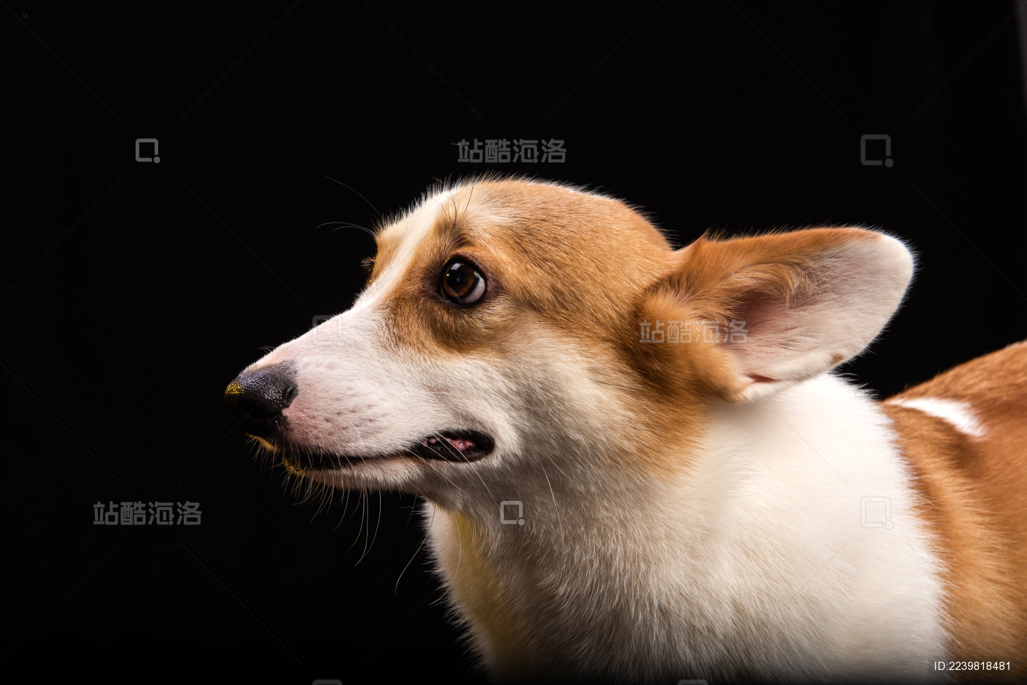 一只在黑色背景的成年柯基