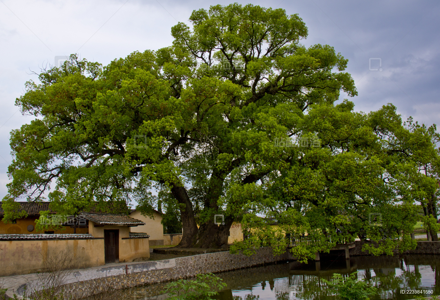 瑞金市 沙洲坝革命旧址 红井景区 古树参