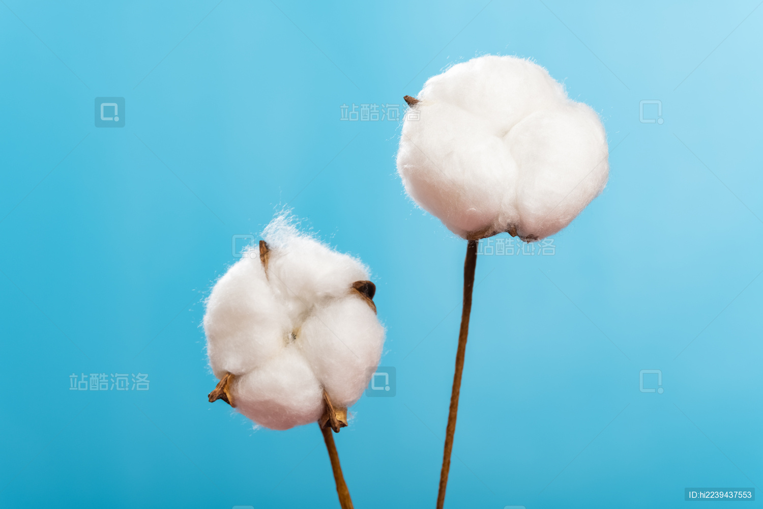 蓝背景上棉花