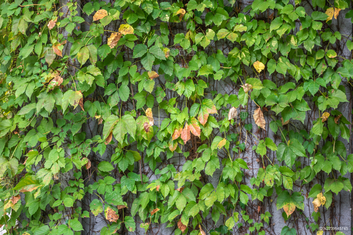 绿色爬墙虎植物背景墙