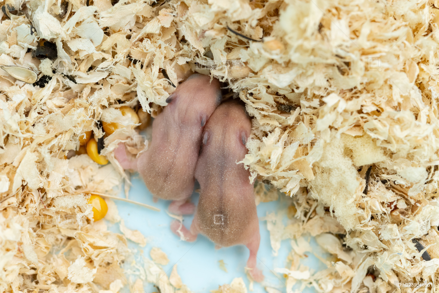 出生八天的仓鼠