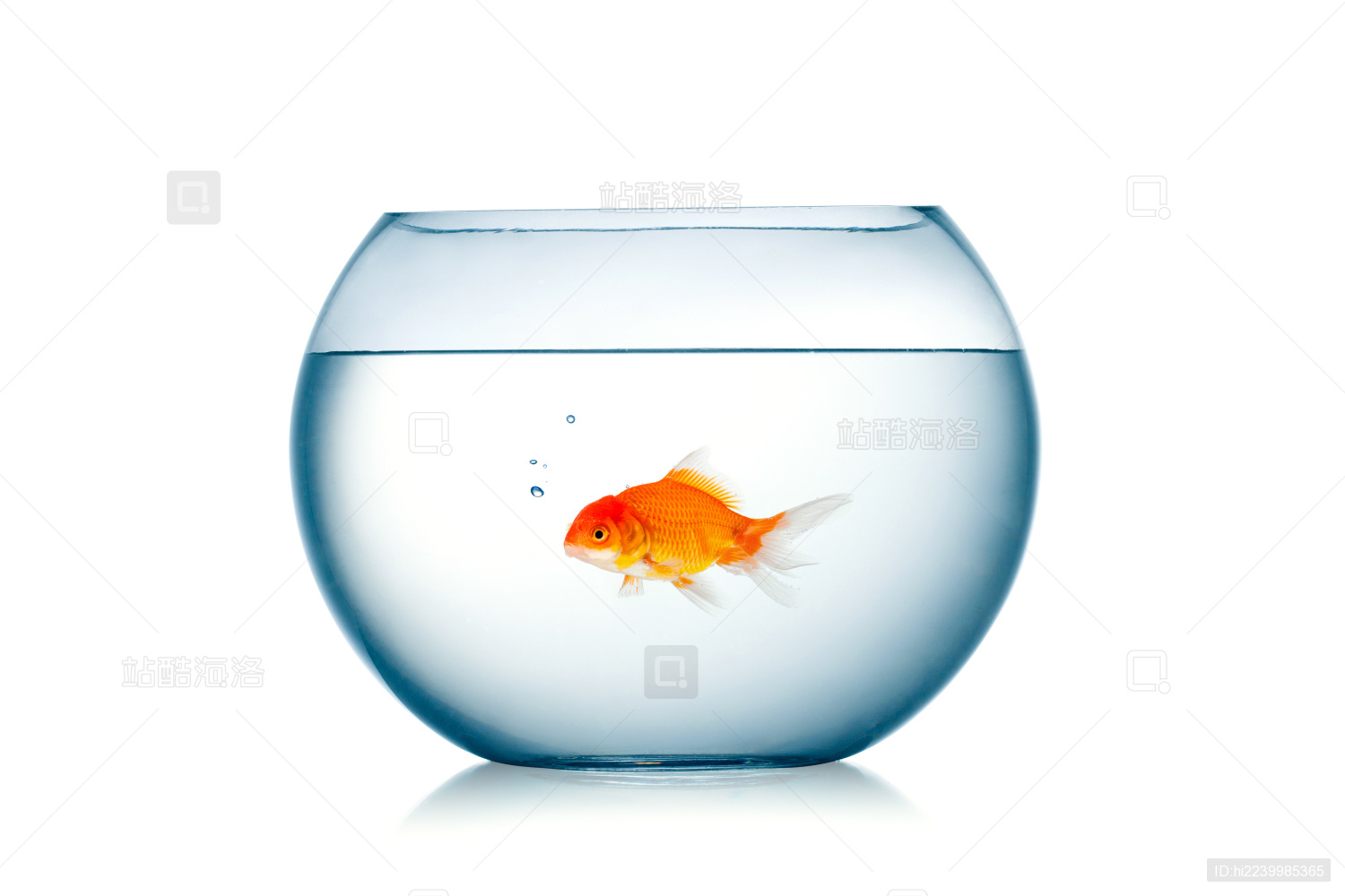 小金鱼吐泡泡,池塘里的小金鱼,鱼缸里的小金鱼_大山谷图库