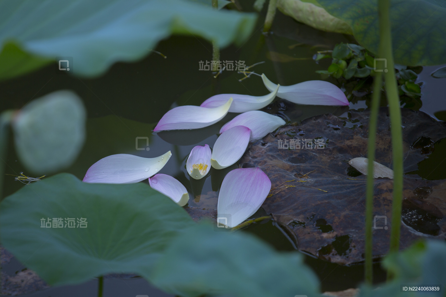 公园池塘里掉落的荷花瓣