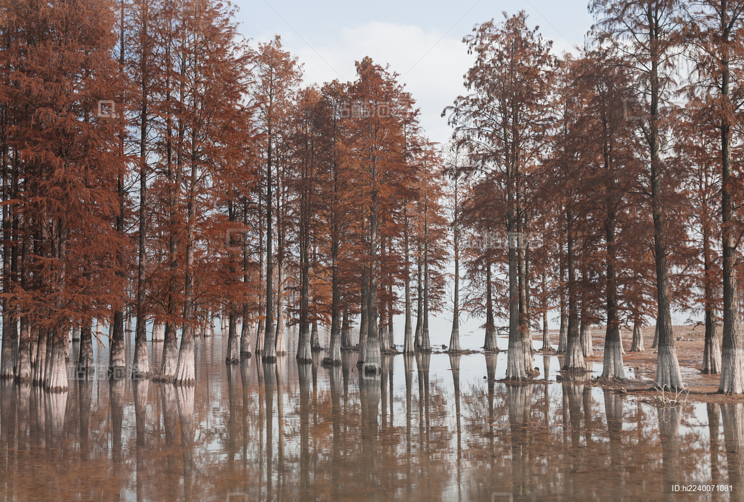 宁波市余姚四明湖畔红树林美景