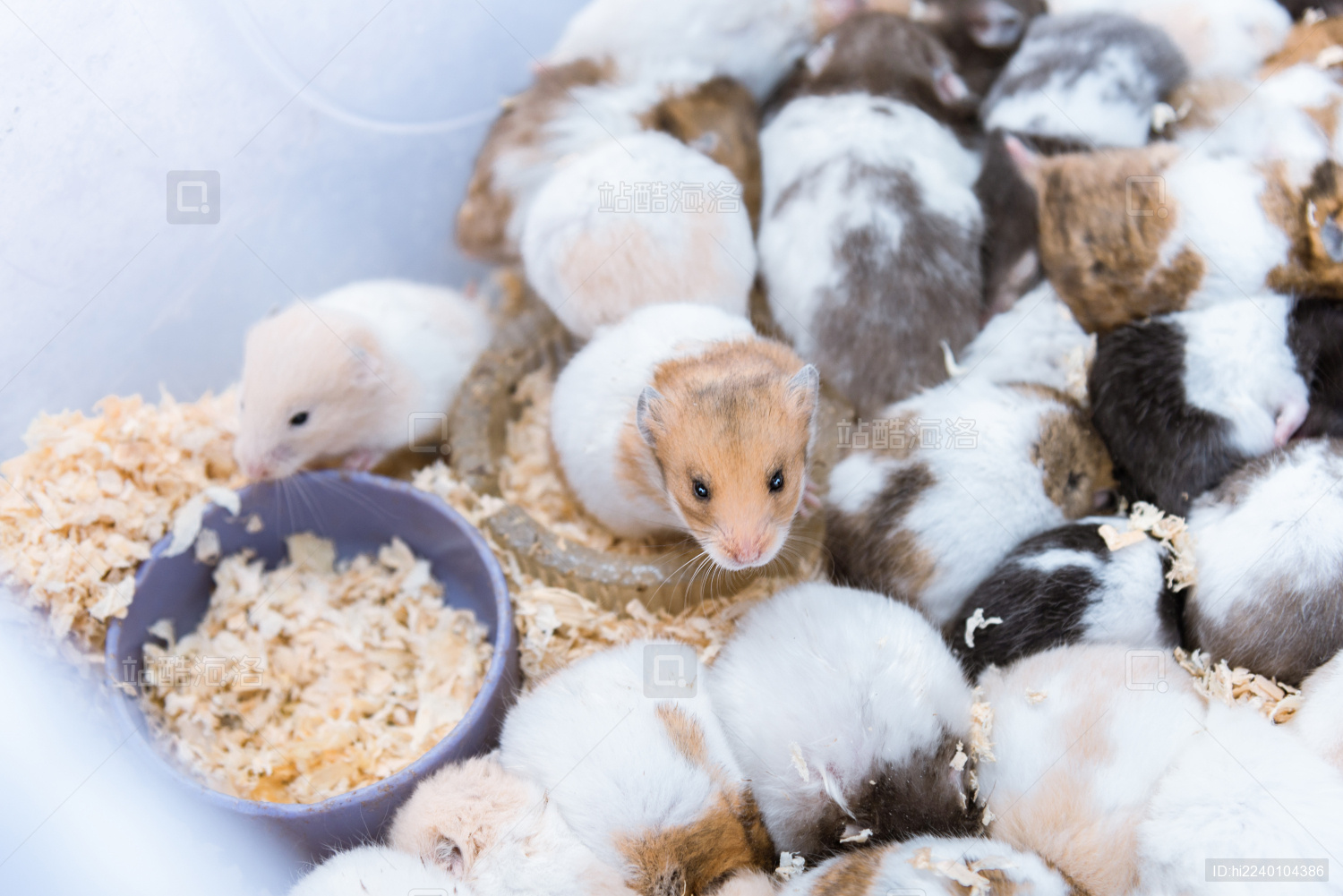 可爱家养宠物小仓鼠