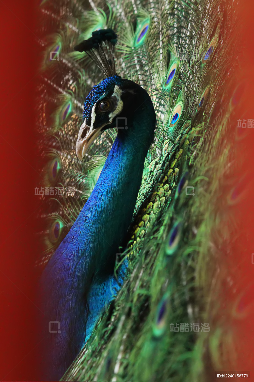 一只美丽的开屏蓝孔雀