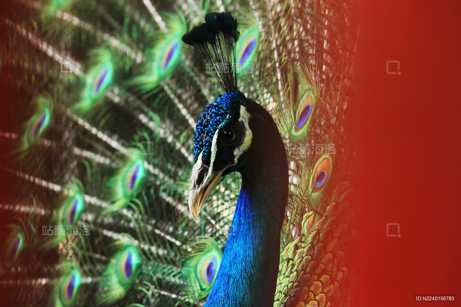 一只美丽的开屏蓝孔雀