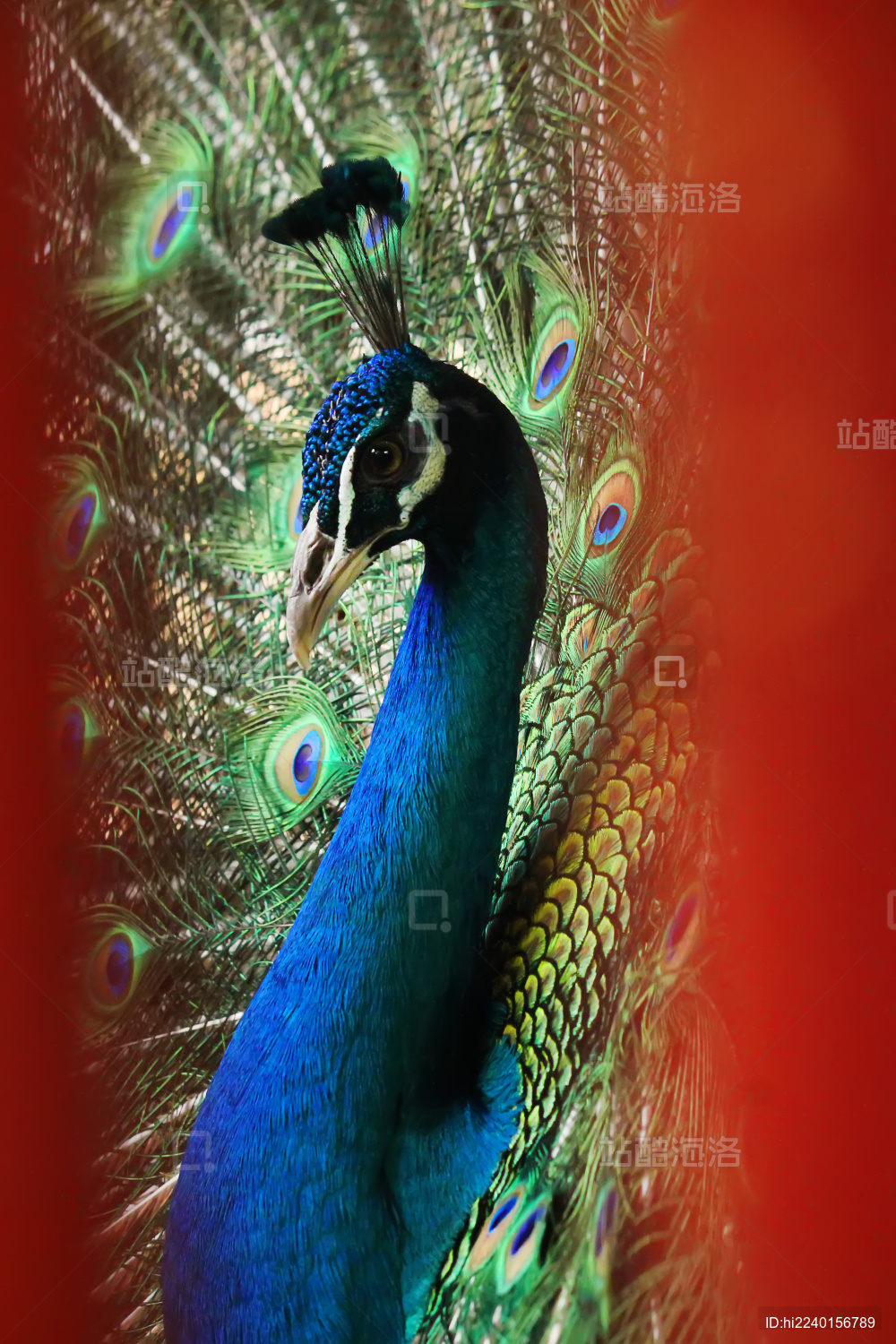 一只美丽的开屏蓝孔雀