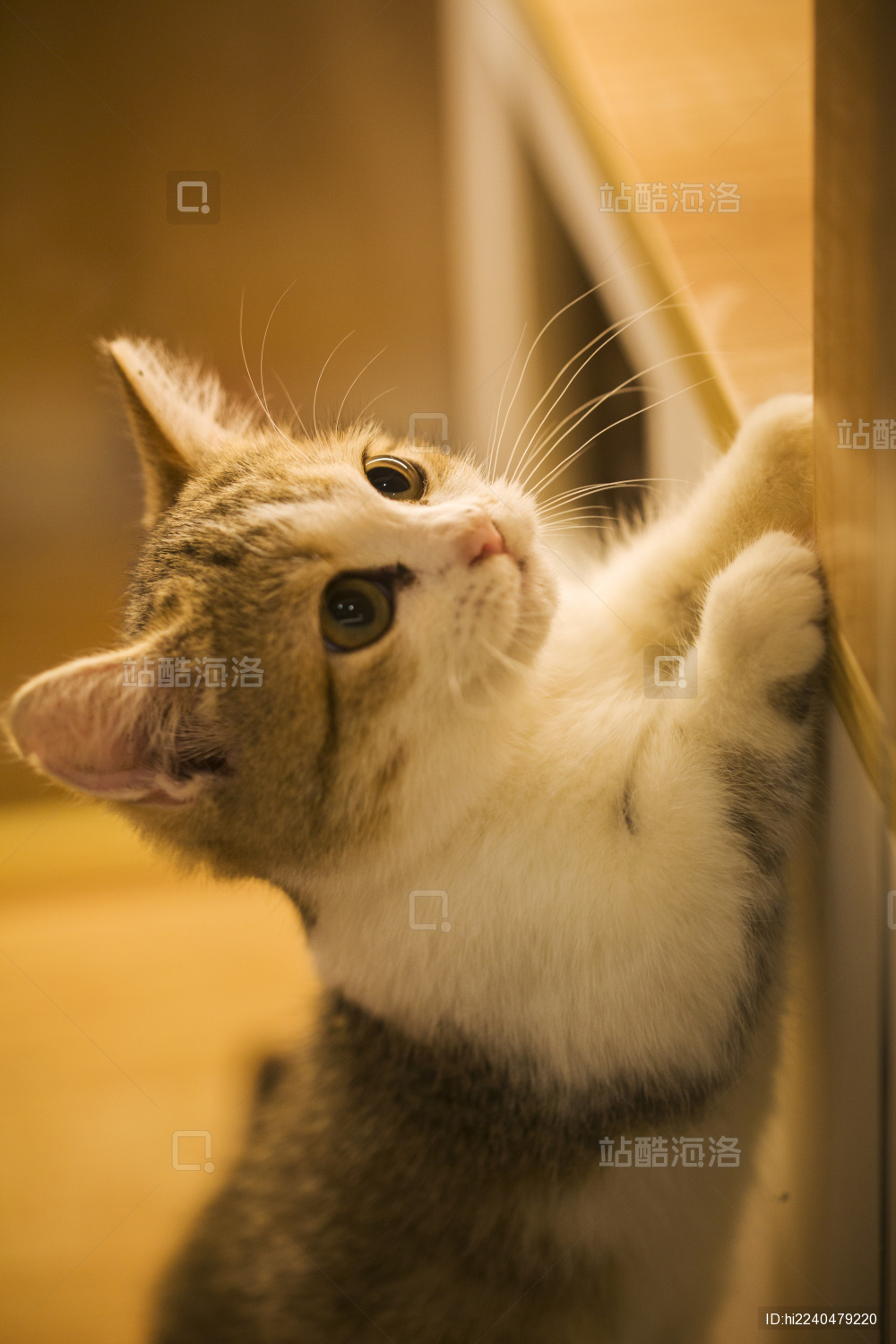 卖萌可爱的短腿小猫咪