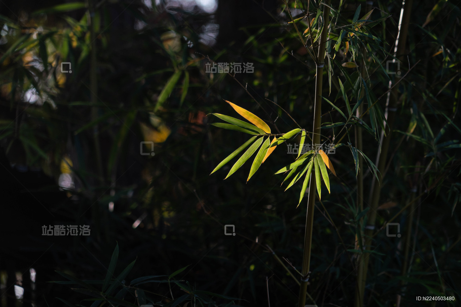 阳光下黑色背景下被照亮的竹叶