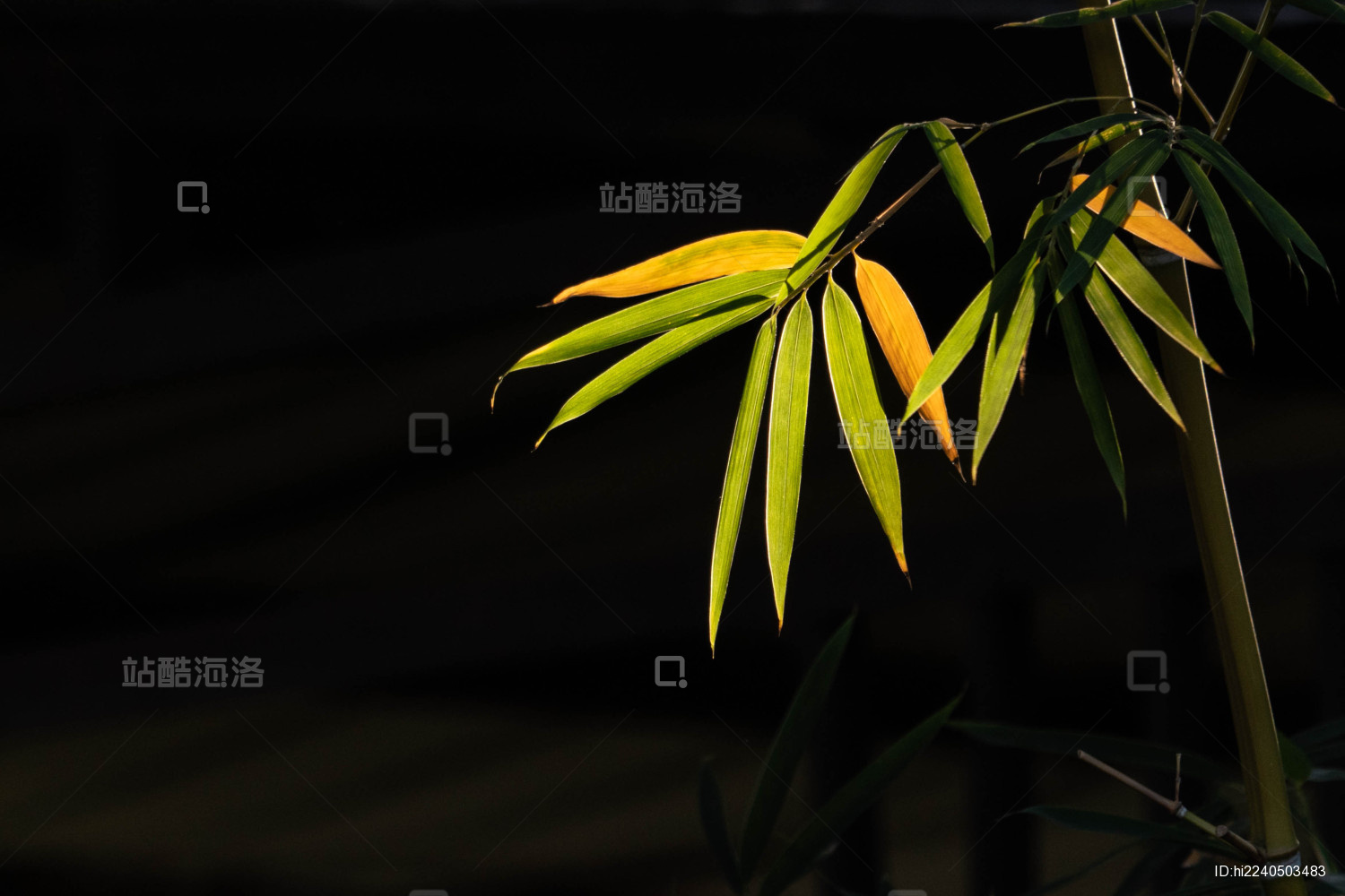 阳光下黑色背景下被照亮的竹叶