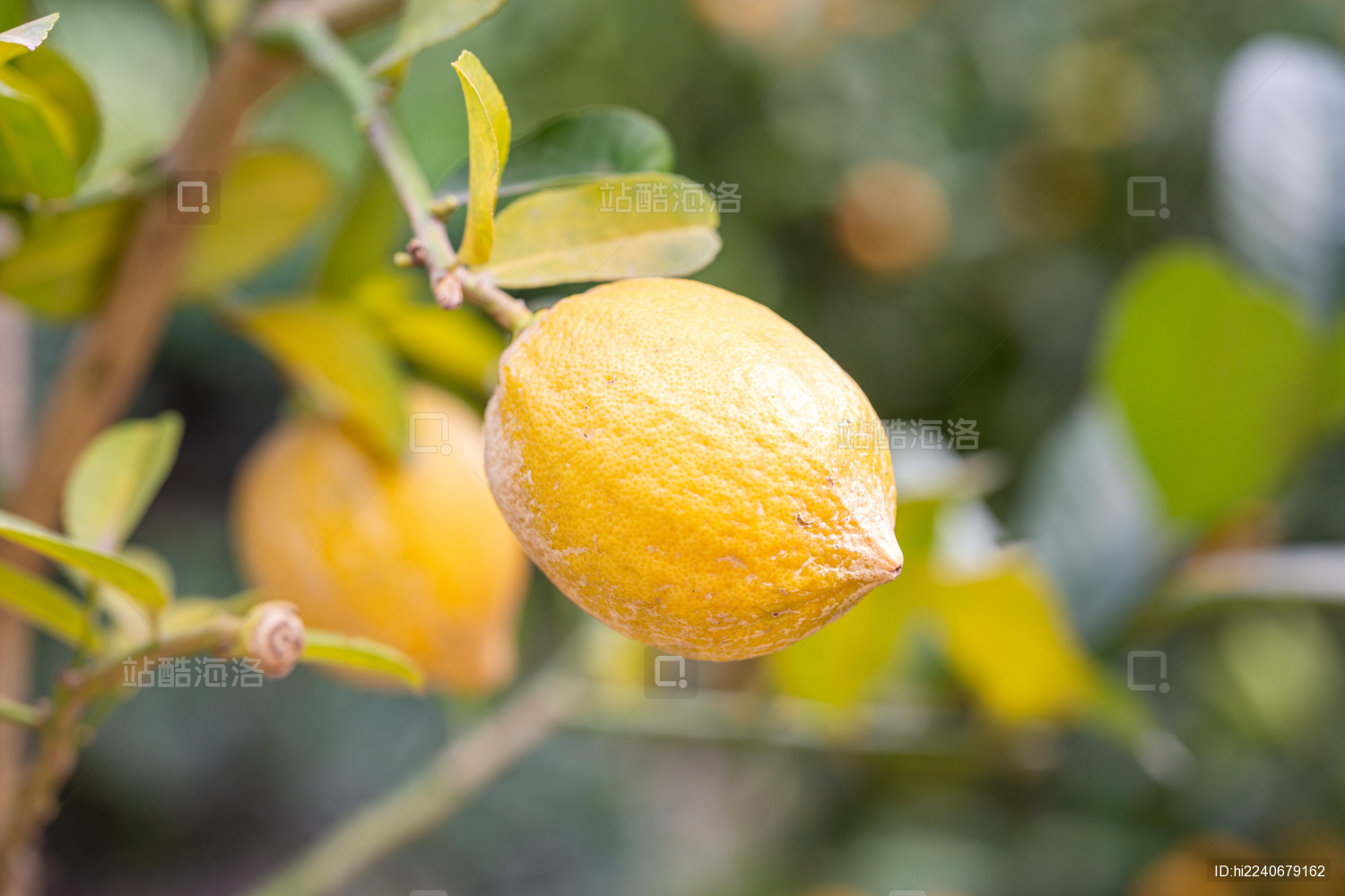 科学网—午后柠檬树下 - 张玉秀的博文