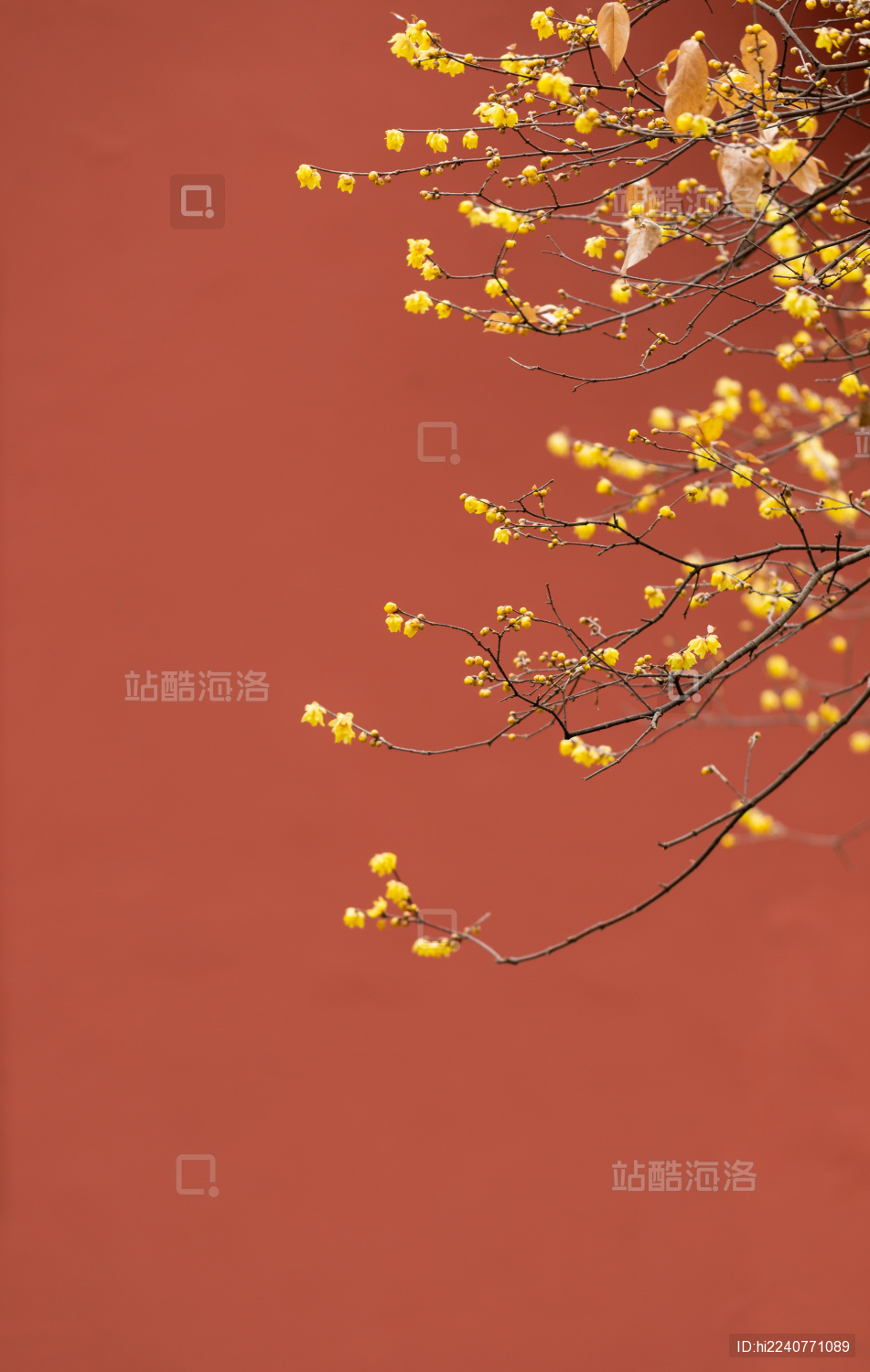 南京明孝陵红墙边的蜡梅花