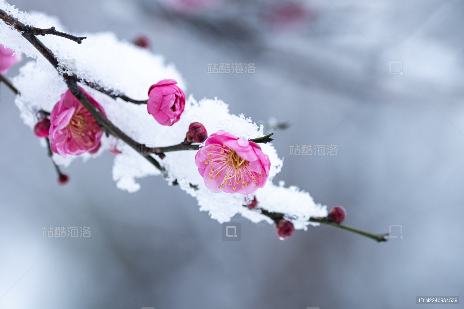 落雪的红色梅花