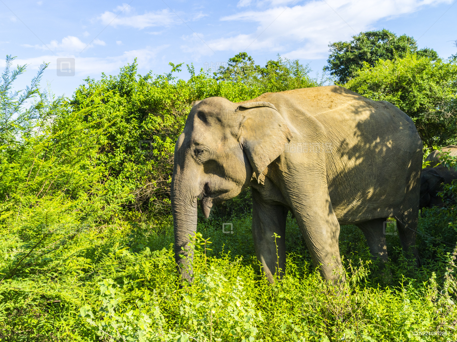 野生动物园的大象