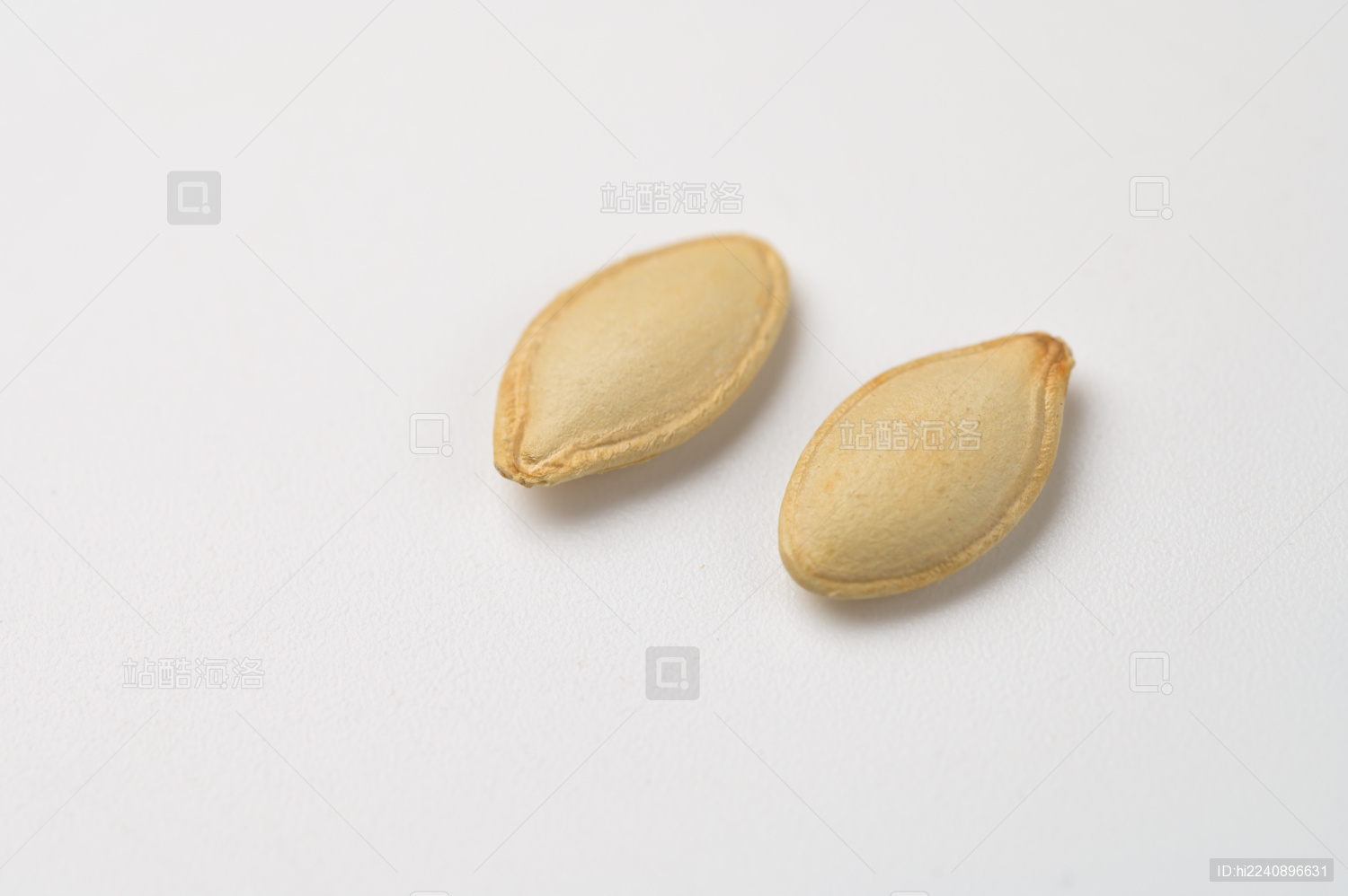 白底上的南瓜子