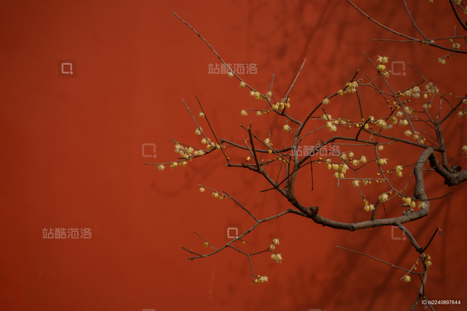 冬天阳光下红墙边腊梅花开