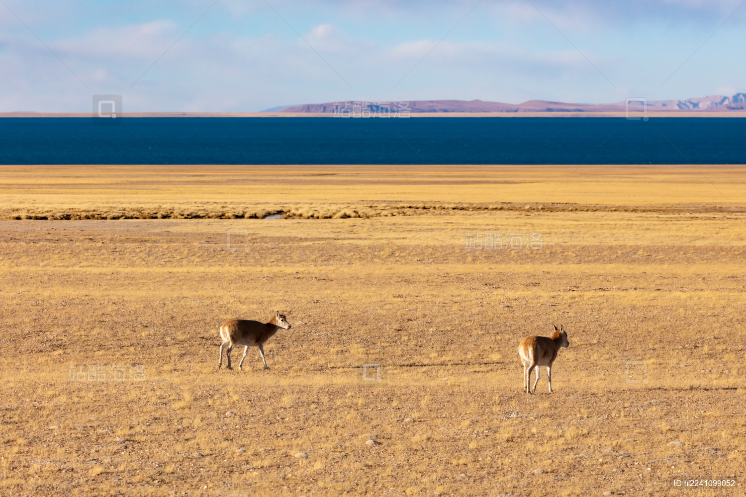中国西藏那曲市色林措边的雌性藏羚羊