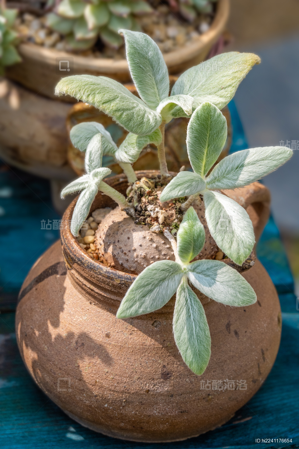 断崖女王多肉植物盆栽