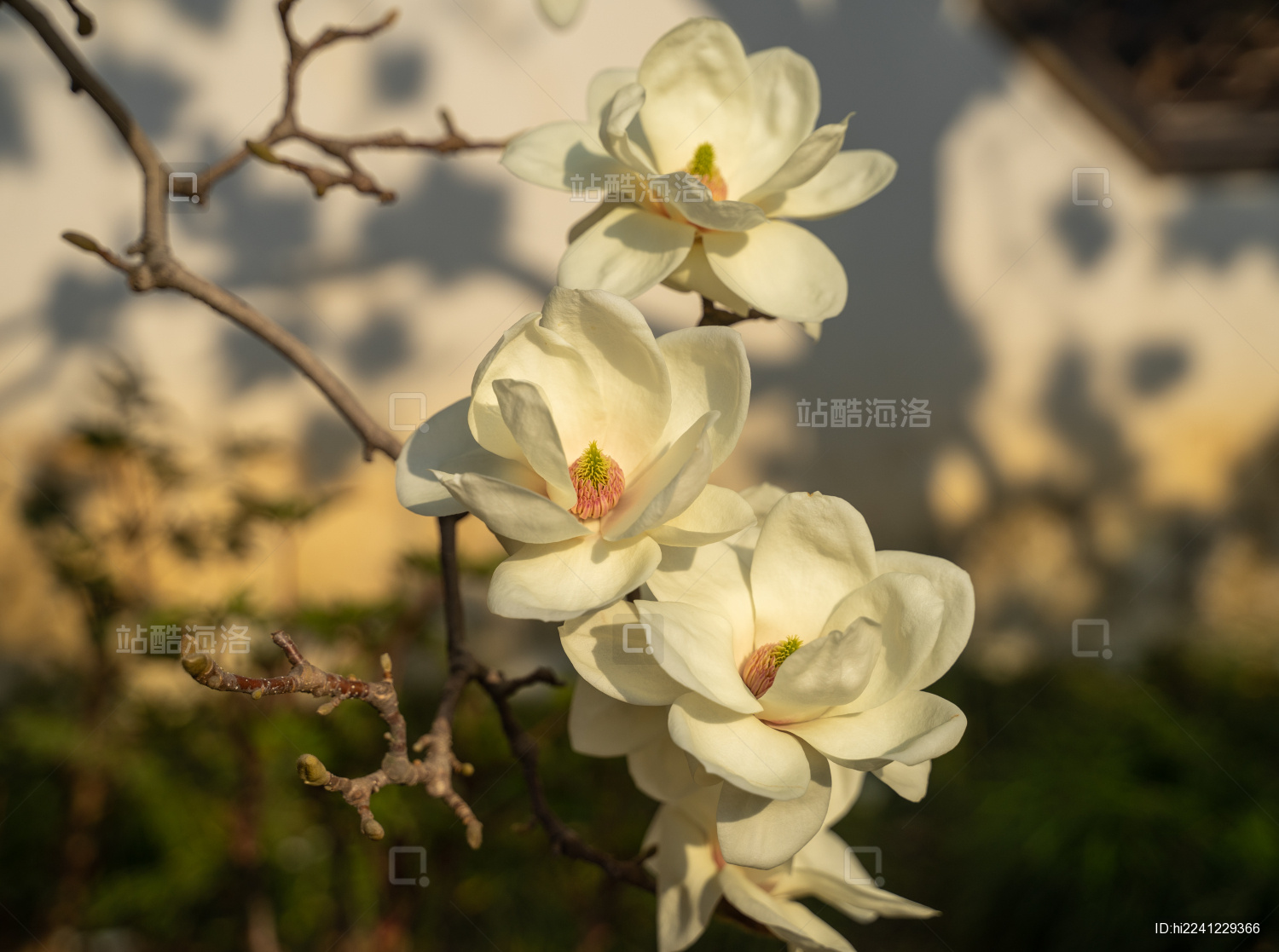 春天盛开的白色玉兰花