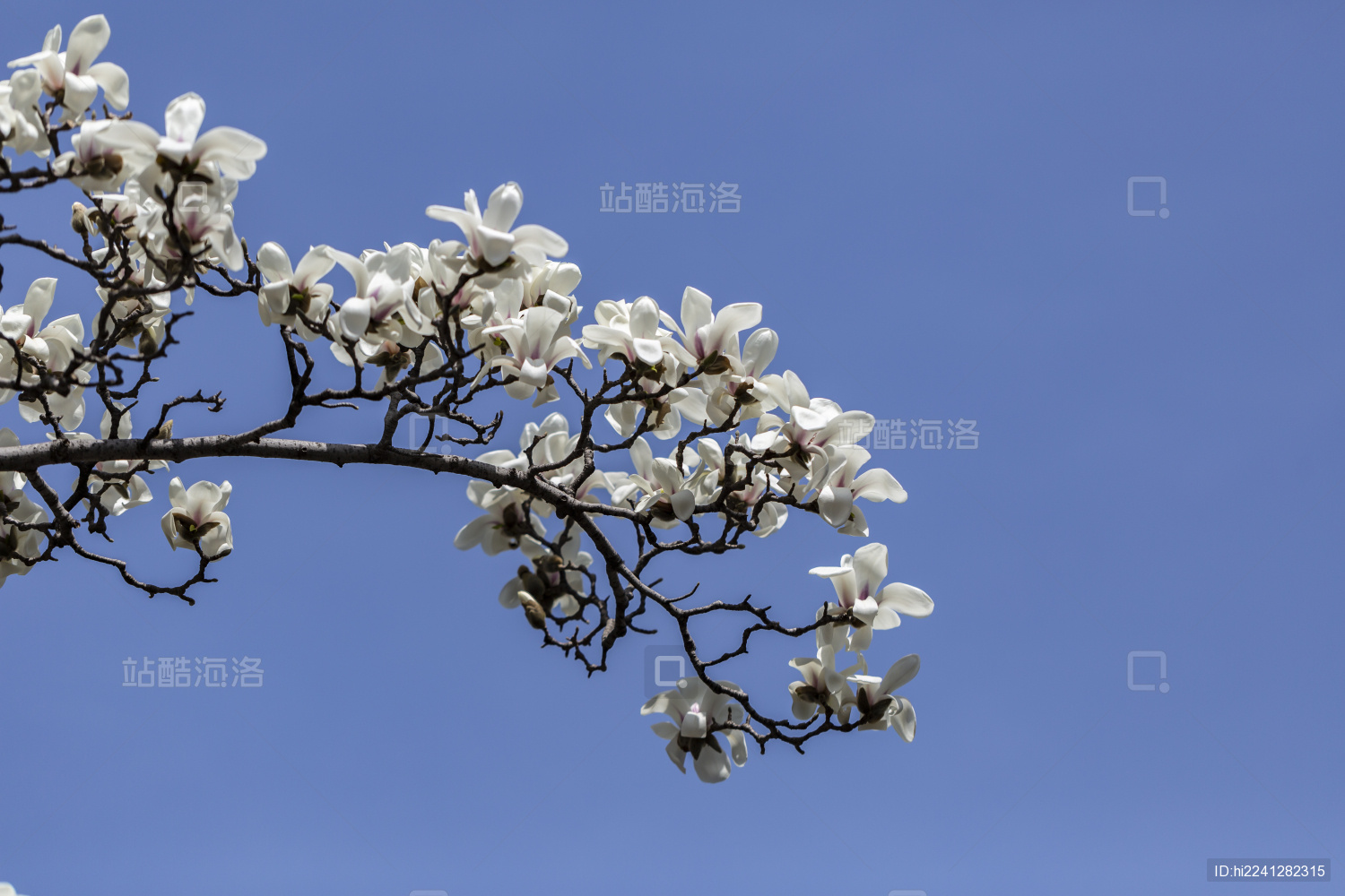 北京潭柘寺：玉兰花盛开  灿如云霞