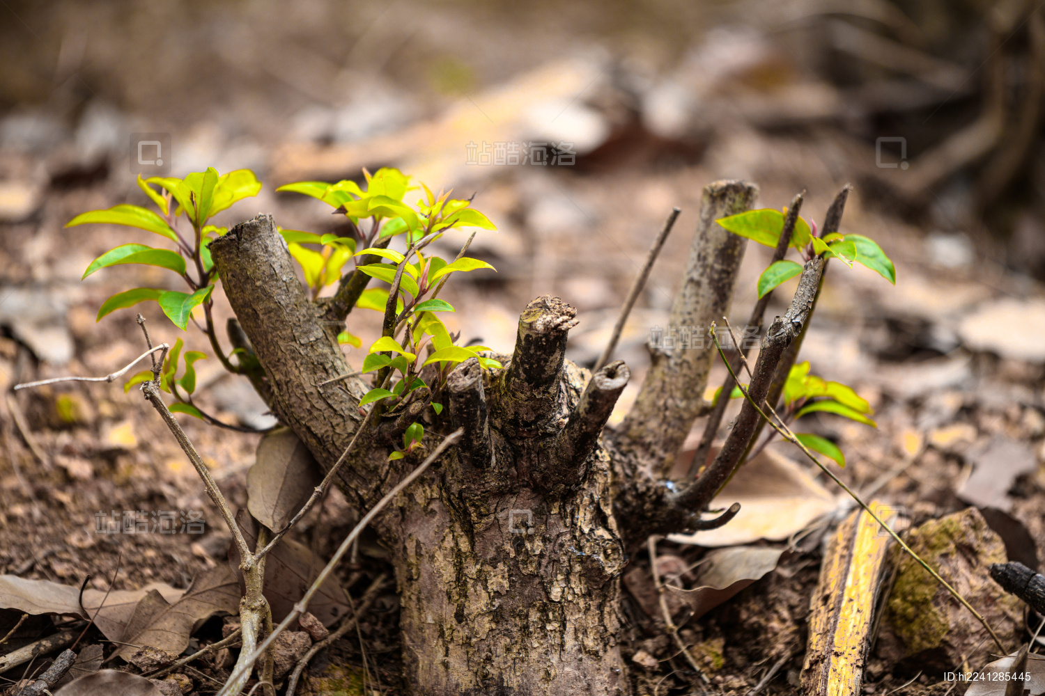 枯树桩上发的新芽_站酷海洛_正版图片_视频_字体_音乐素材交易平台