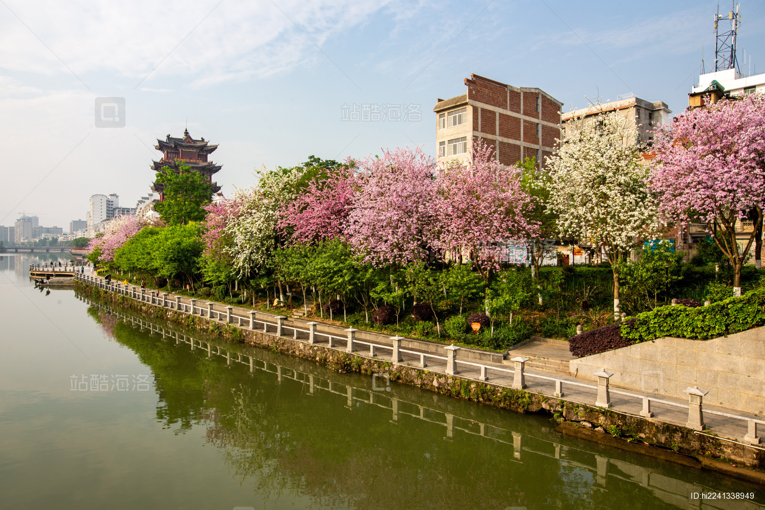 中国广西蒙山县城紫荆花开满城粉色美仑美奂