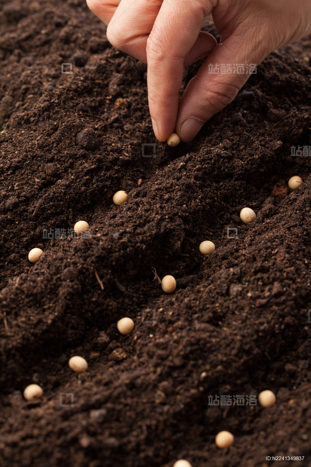 一只手在黑土地上播种的特写图