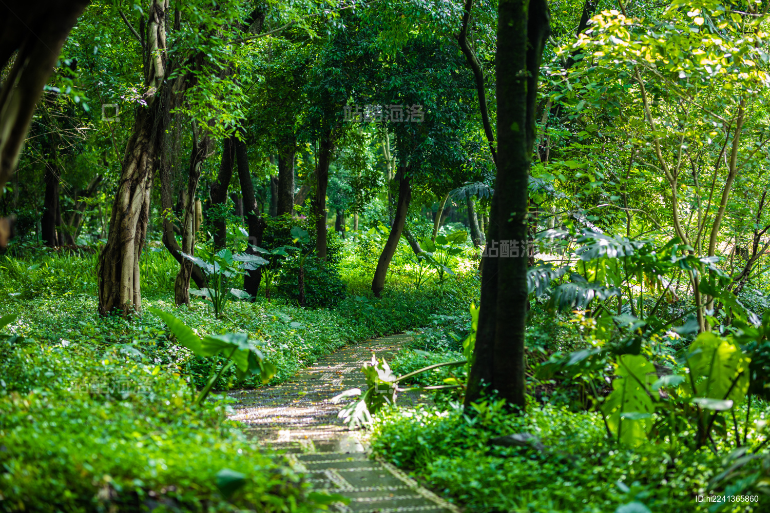 中国广西桂林訾洲公园树林里的小路