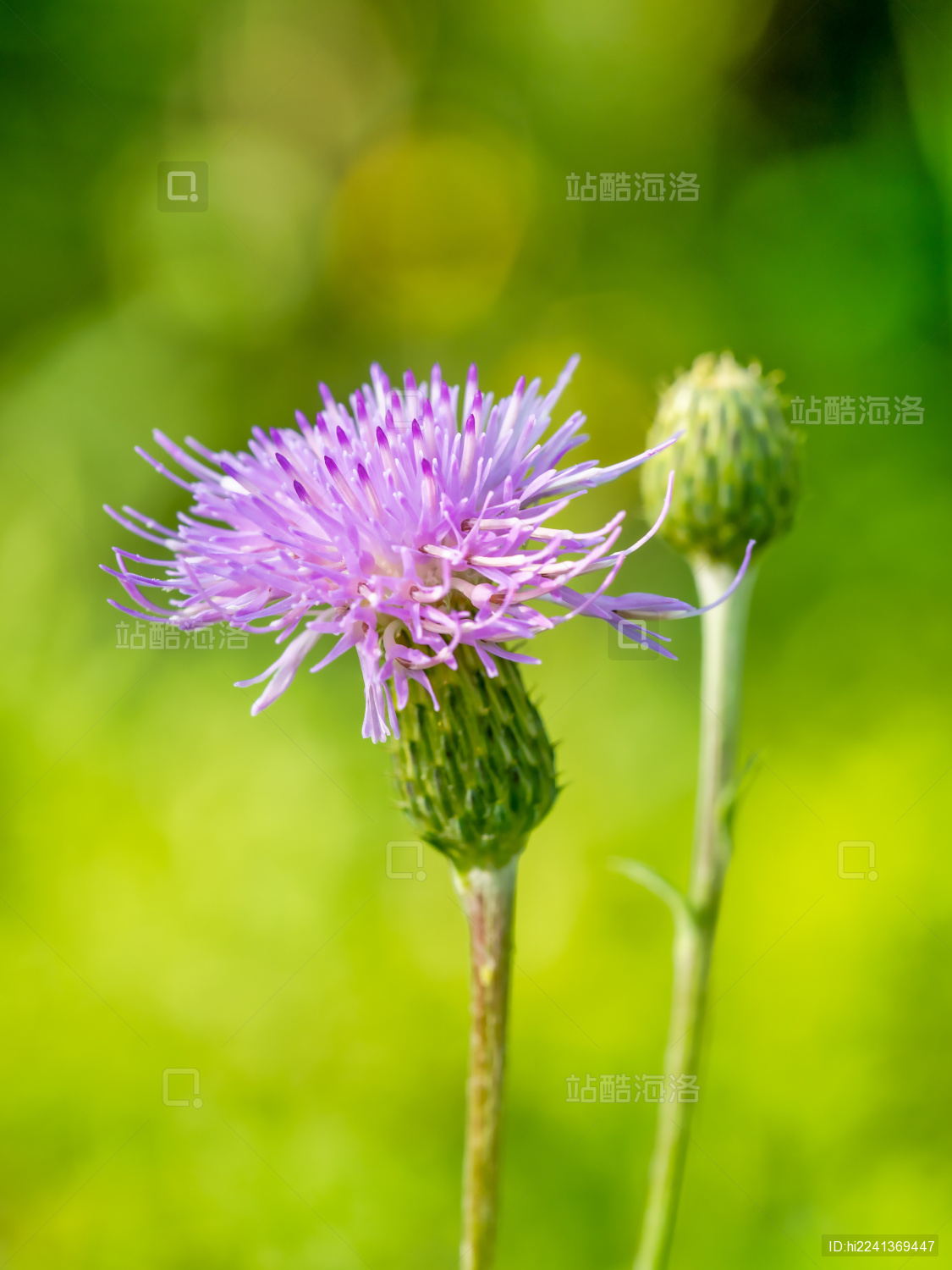 植物小蓟草开花特写