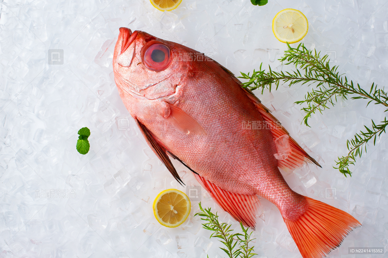 【看啥小魚可以吃】魚紅是非多：大眼睛的紅目鰱 | 環境資訊中心