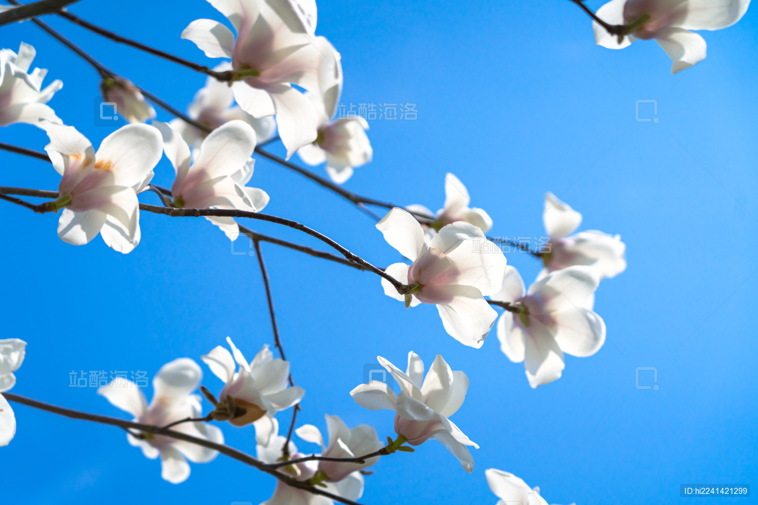 春天盛开的白色广玉兰花