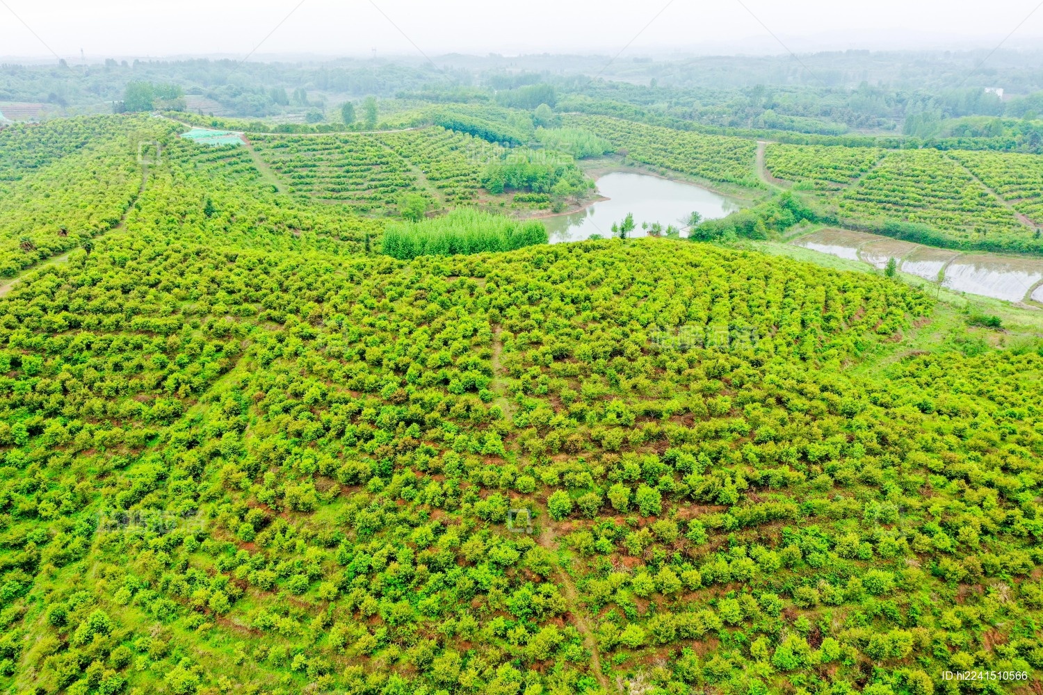 航拍中国河南信阳光山县司马光油茶园