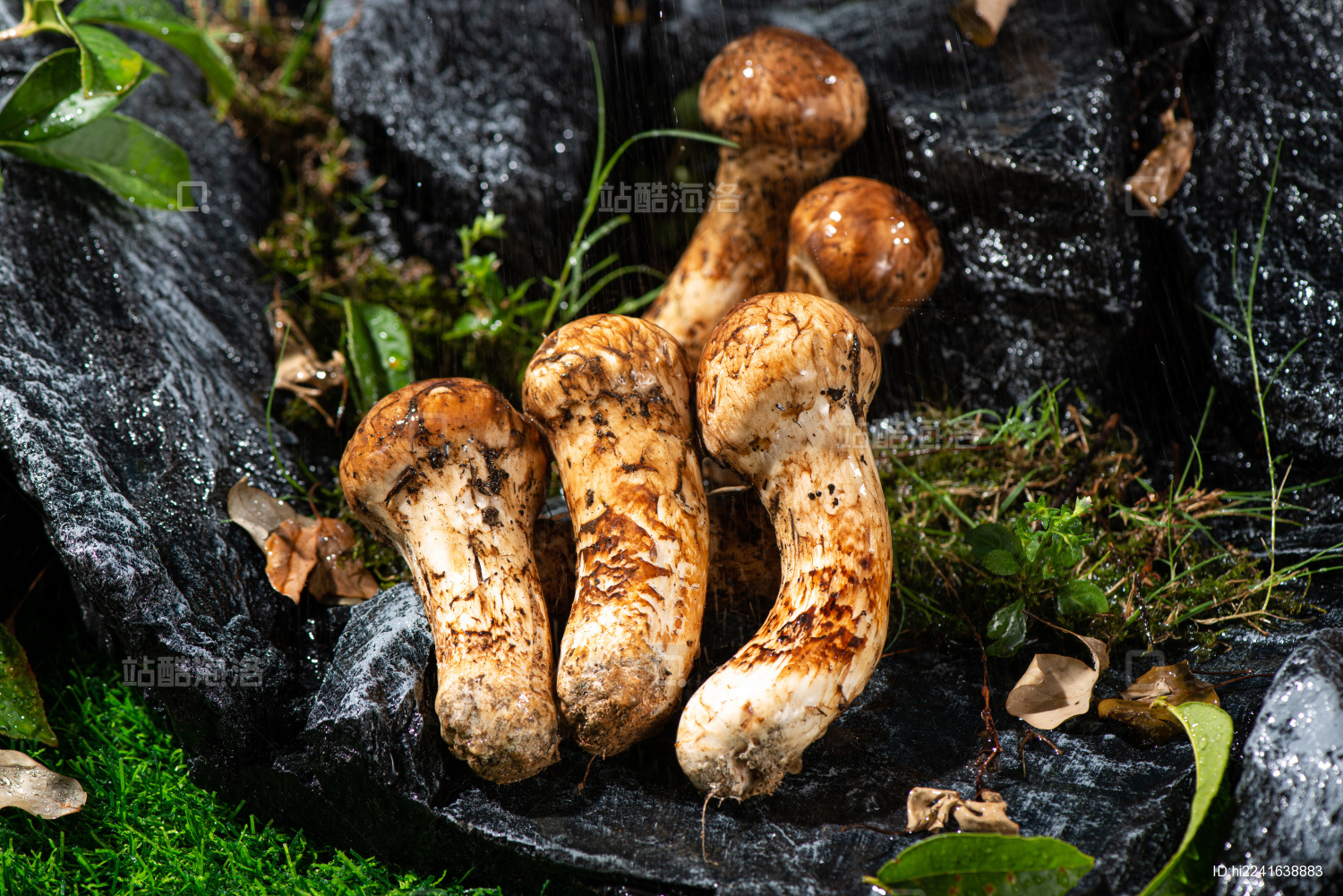 鲜松茸菌蘑菇 1公斤新鲜松茸云南产地批发鲜松茸7-9cm食用菌食材-阿里巴巴