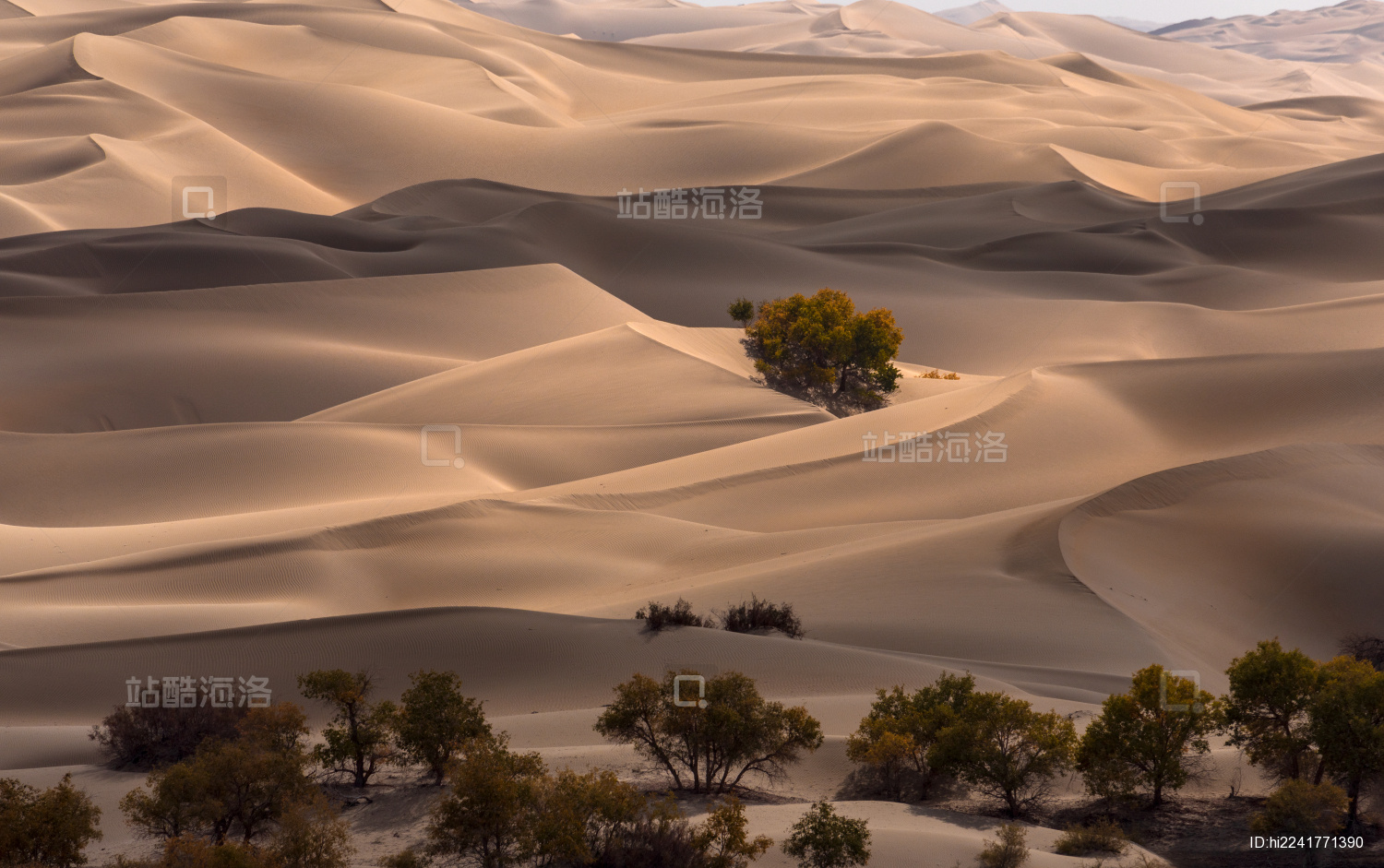 中国新疆巴音郭楞自治州尉犁县塔里木胡杨