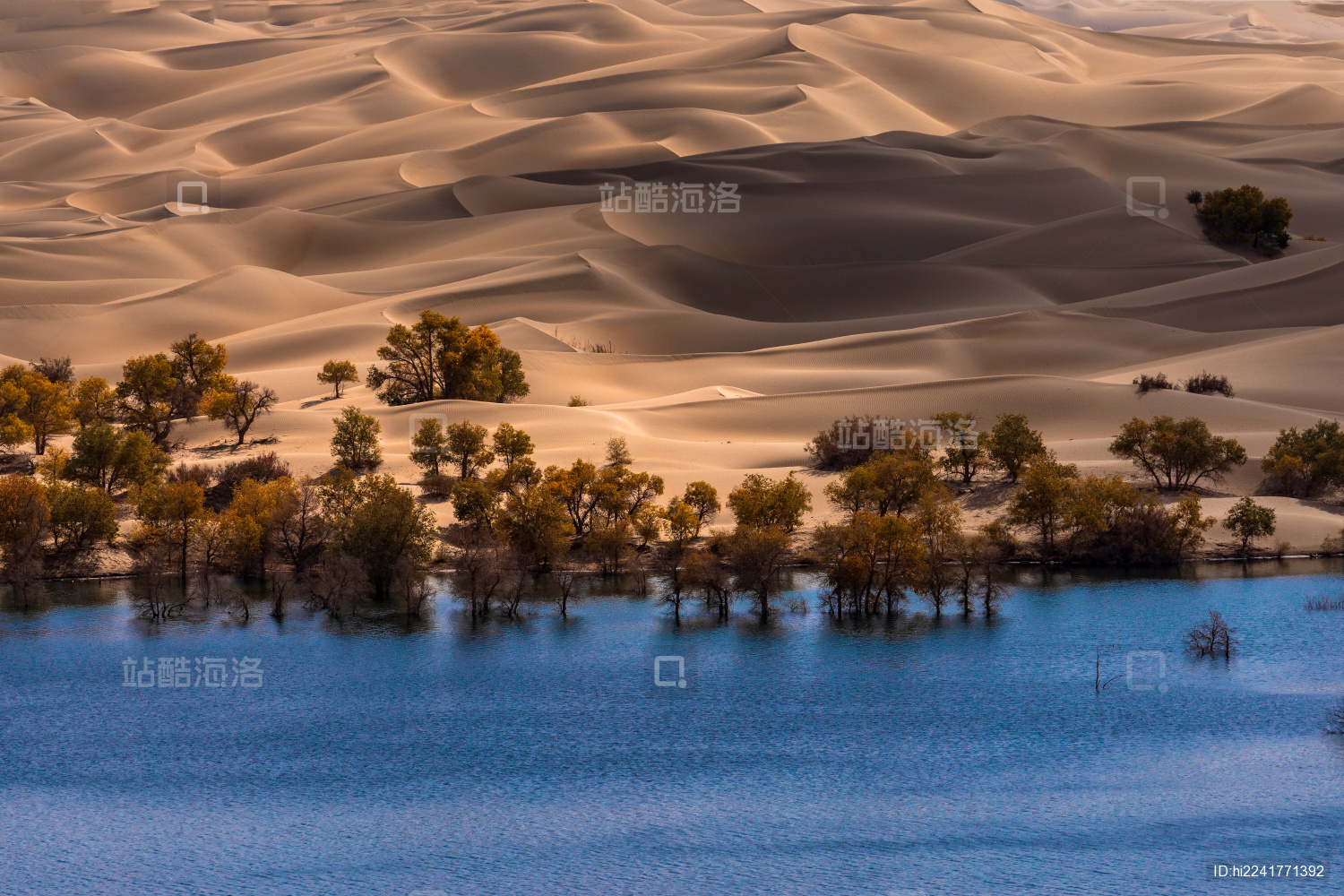 中国新疆巴音郭楞自治州尉犁县塔里木胡杨