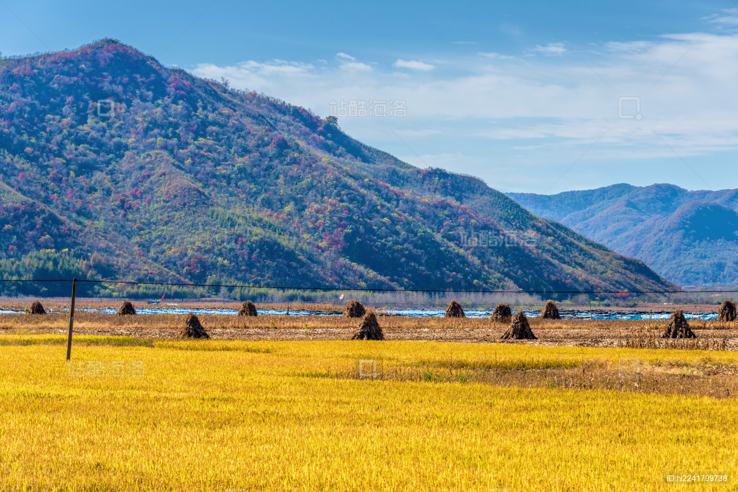 中国辽宁丹东秋天成熟的稻田地