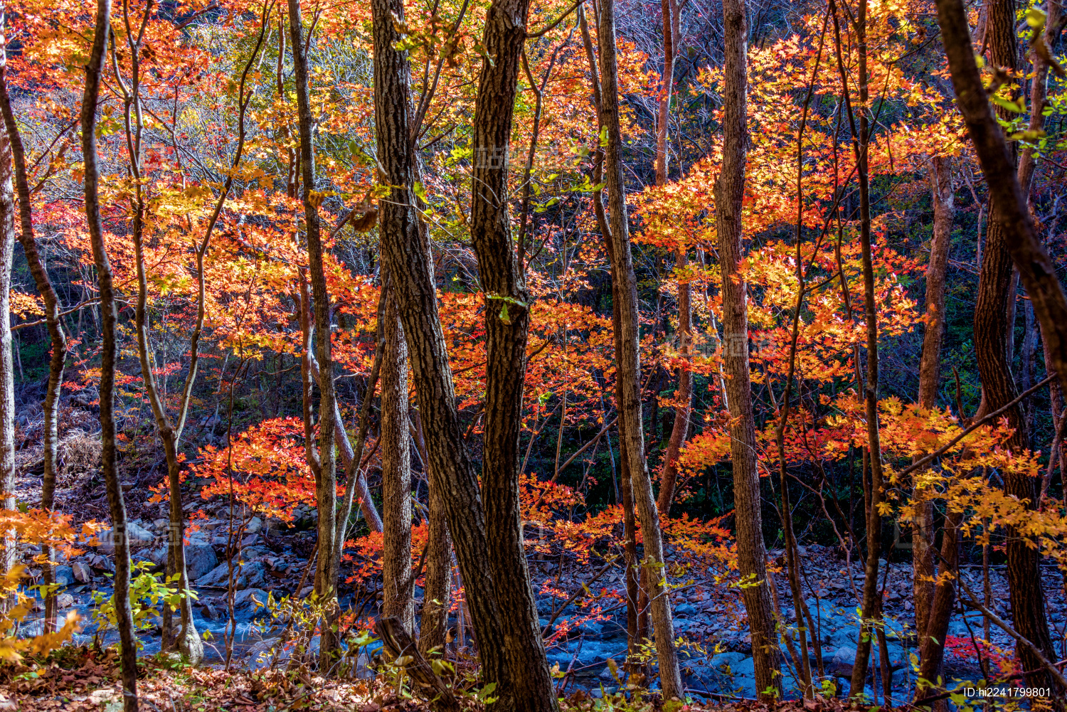 中国辽宁丹东蒲石河森林公园